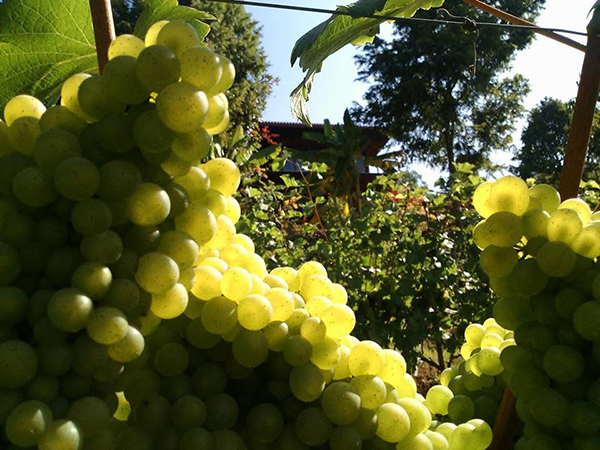 Grape decoration